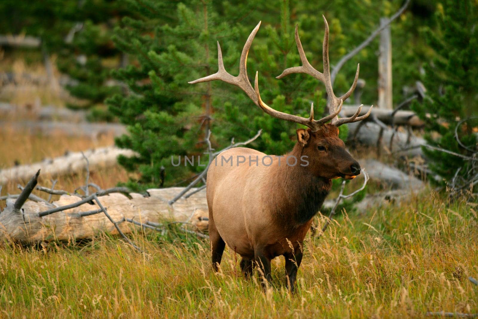 Bull Elk in Yellowstone