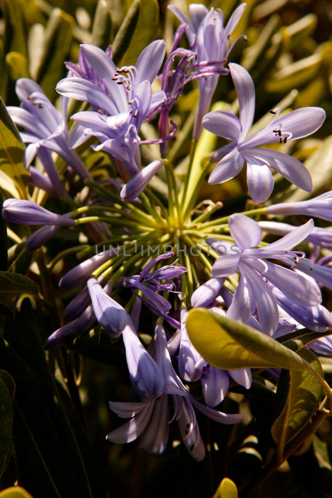 Beautiful Lilac Flowers