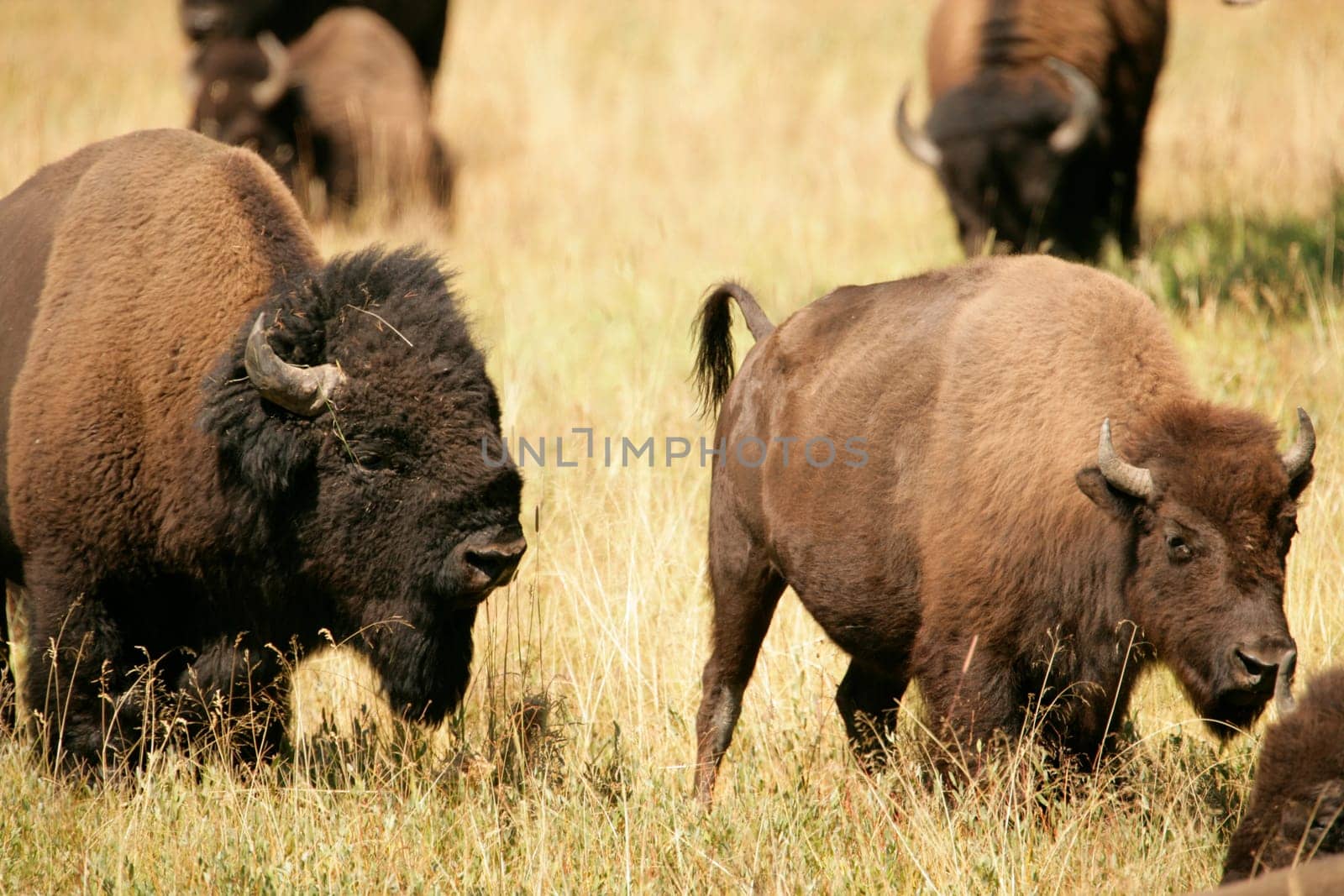 Bison Lovers Quarrel