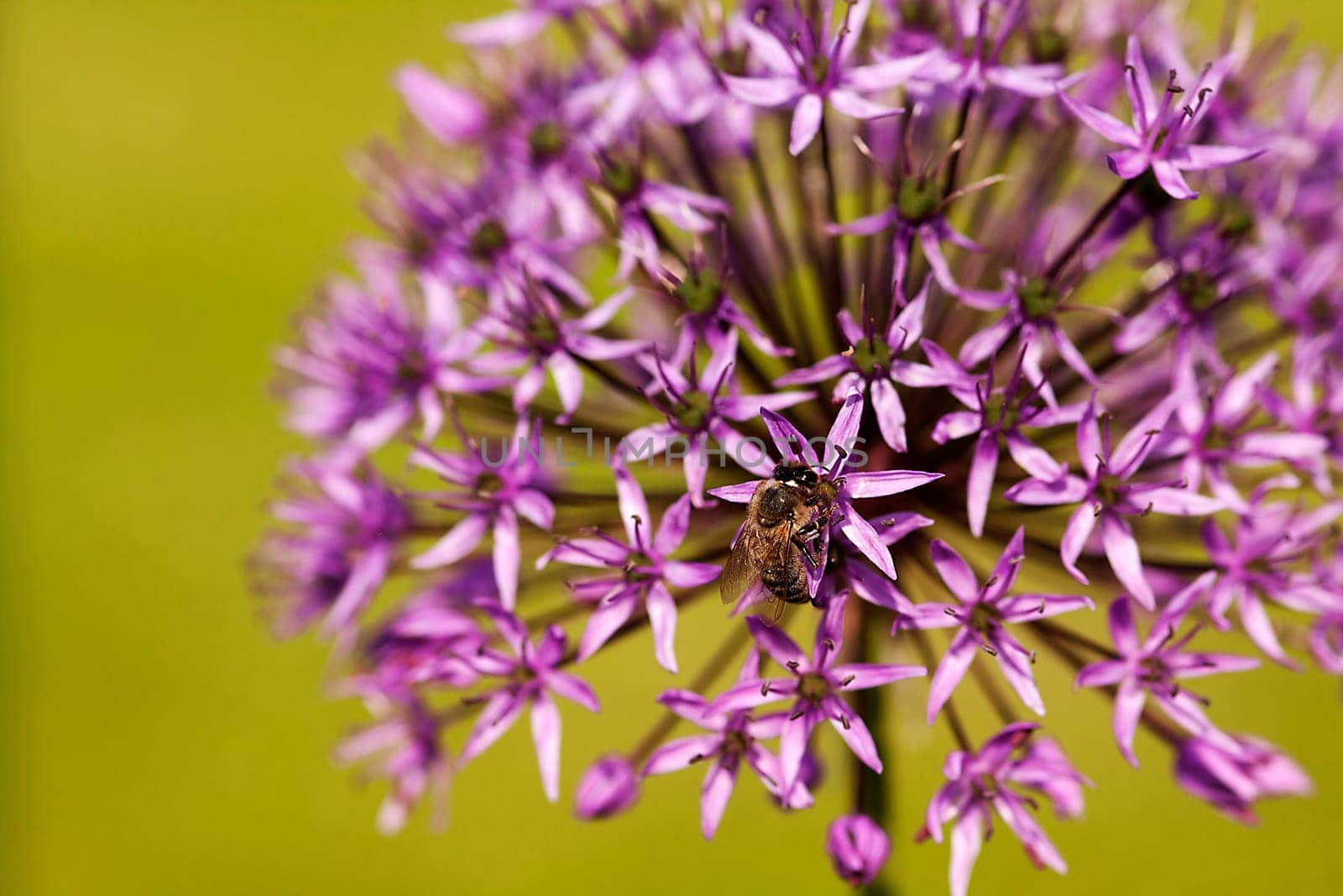 Ornamental leeks