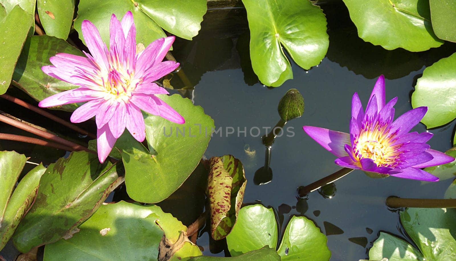 water lily
