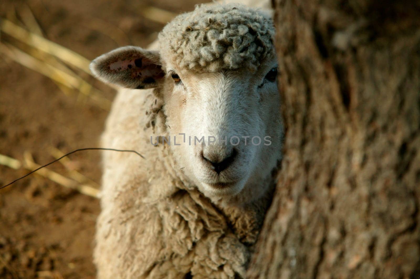 Peekaboo Sheep