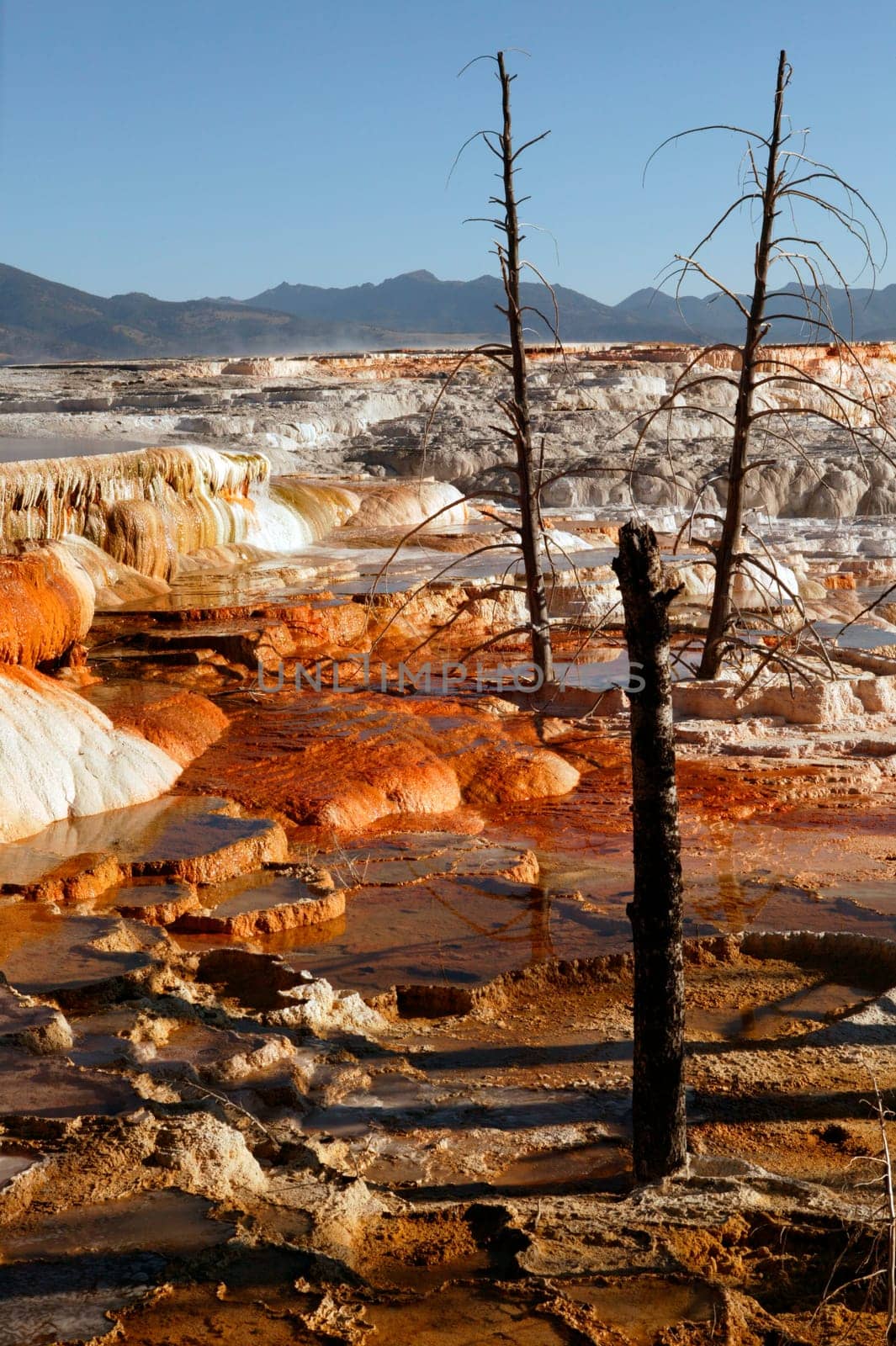 Mammoth Springs
