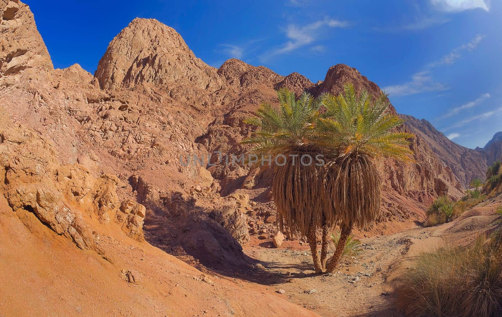 Palm tree in Wadi Qnain