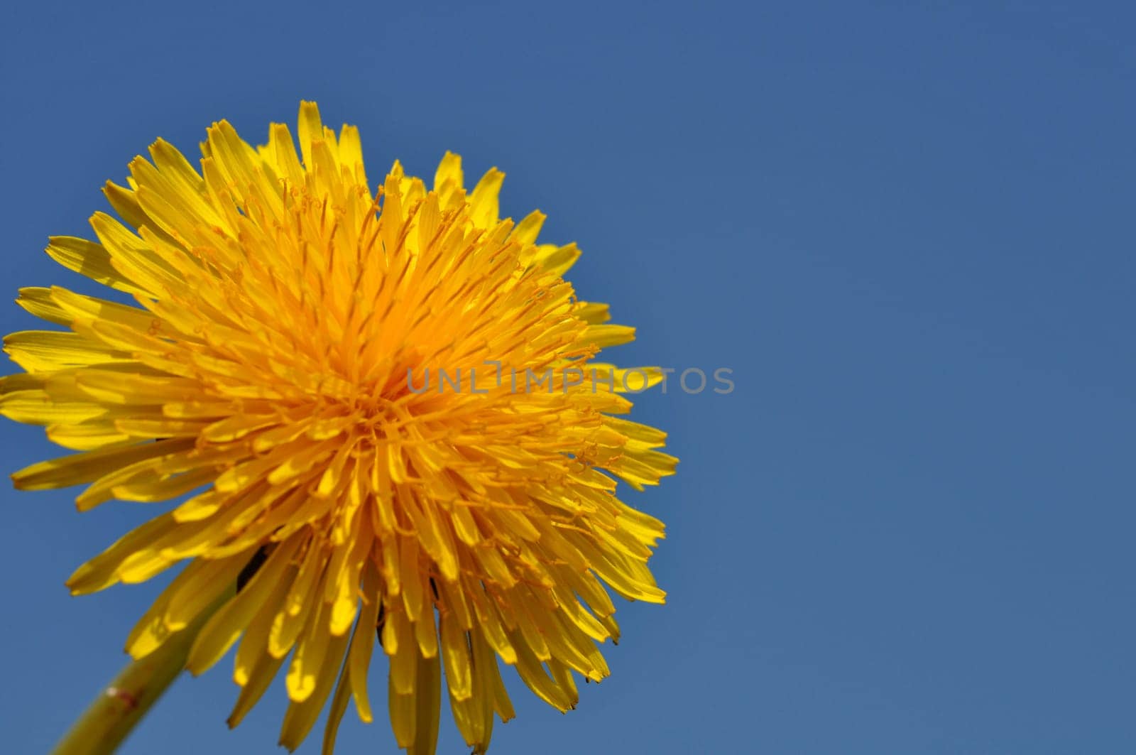 Dandelion