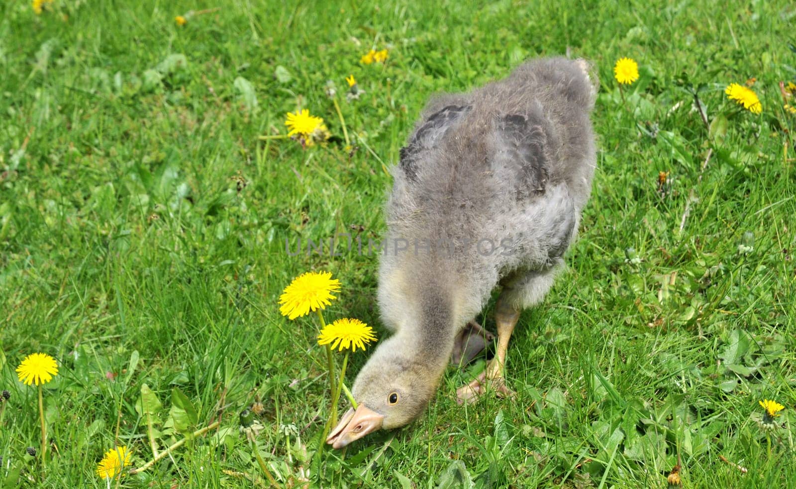 yummy dandelion