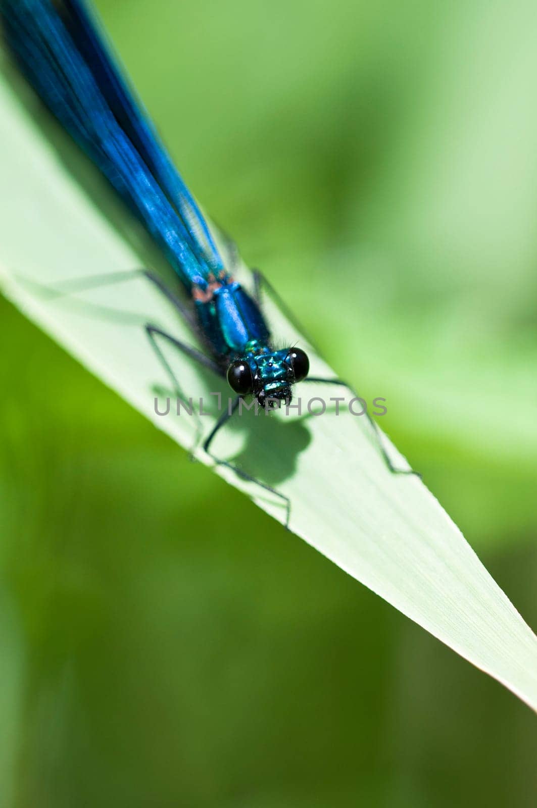 Banded demoiselle