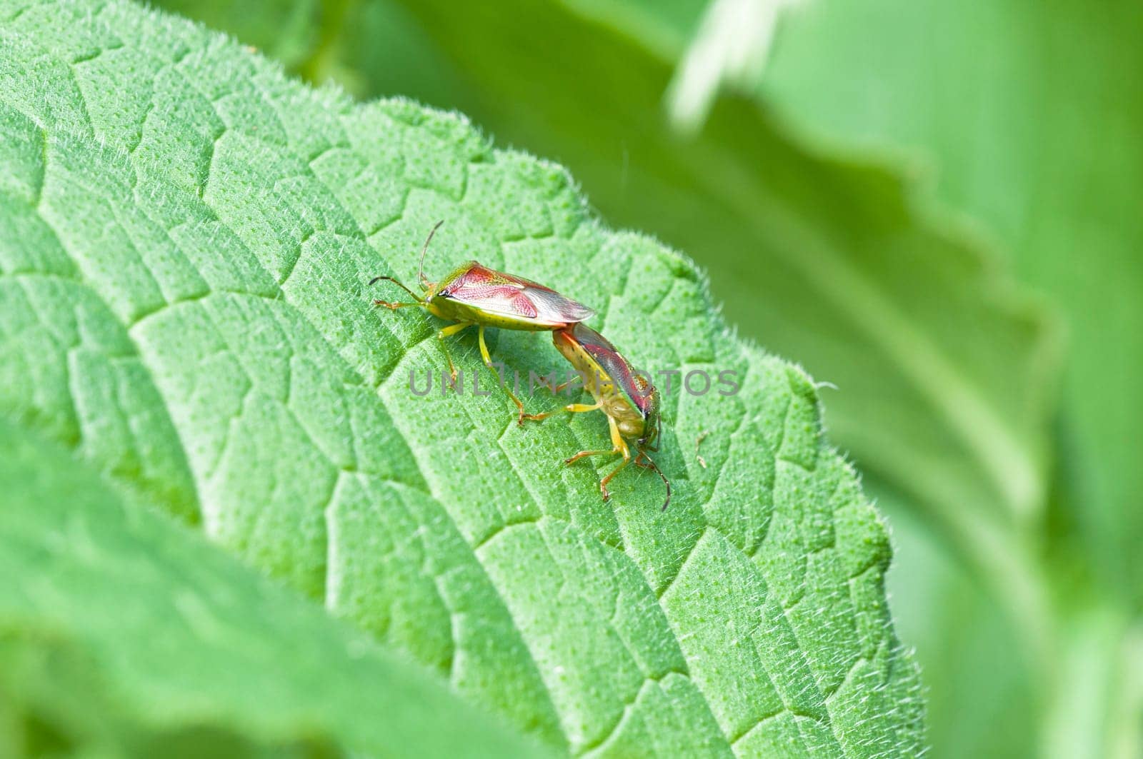Variegated leaf bugs - Elasmostethus interstinctus