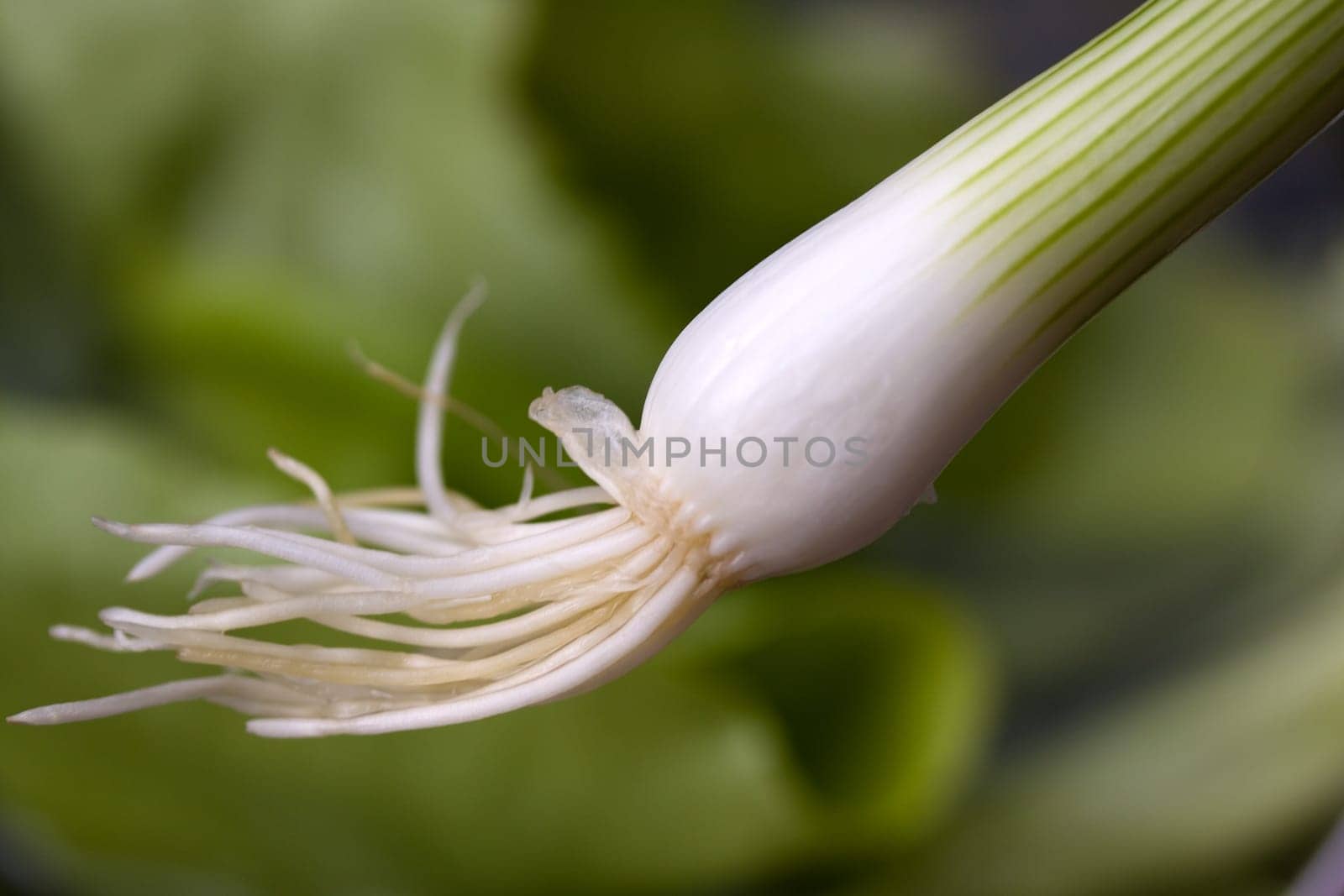 Green onion,close-up