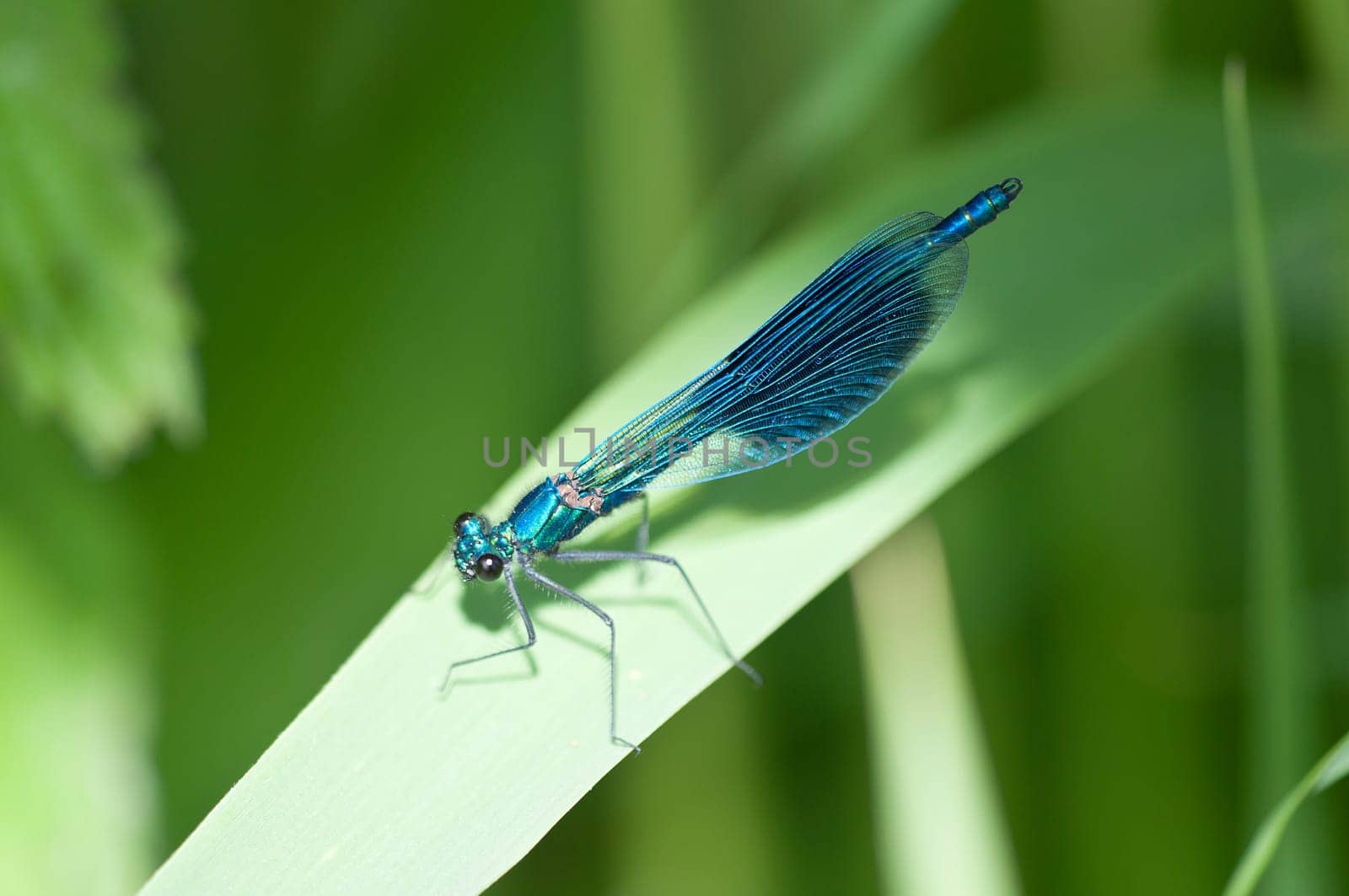 Banded demoiselle