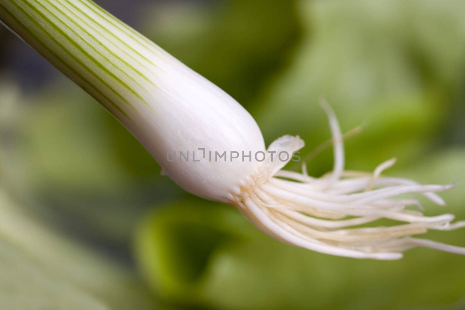 Green onion,close-up
