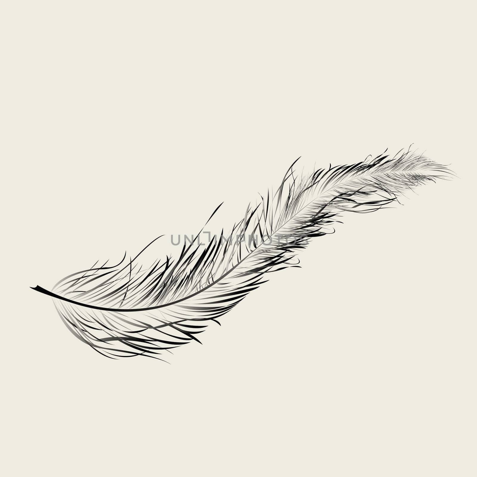 Flaoting feather