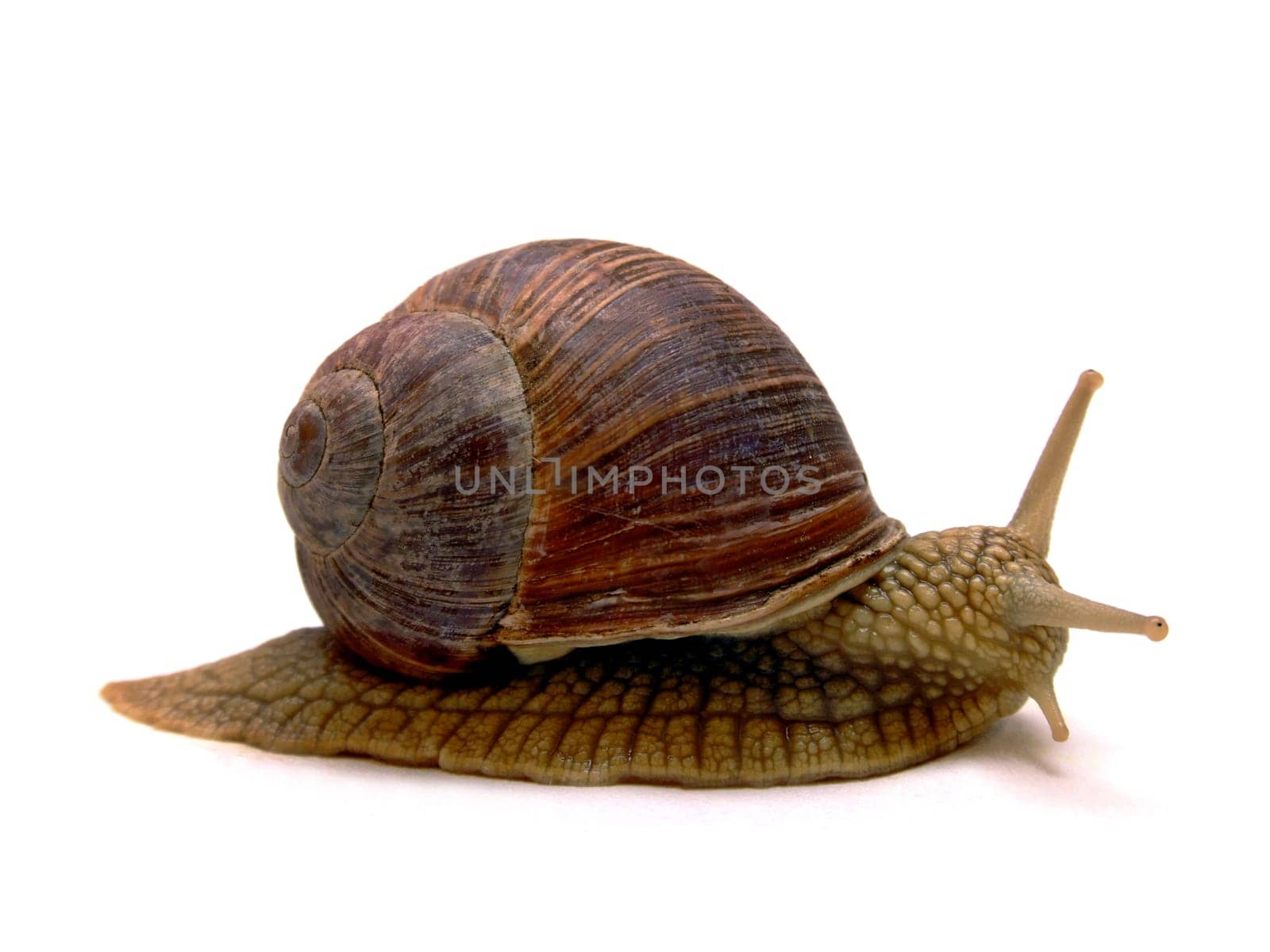 Vineyard snail (Helix Pomatia)