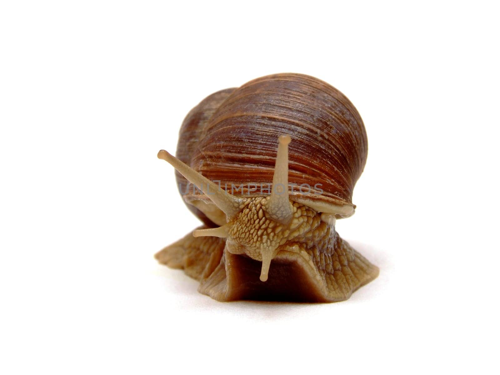 Vineyard snail (Helix Pomatia)