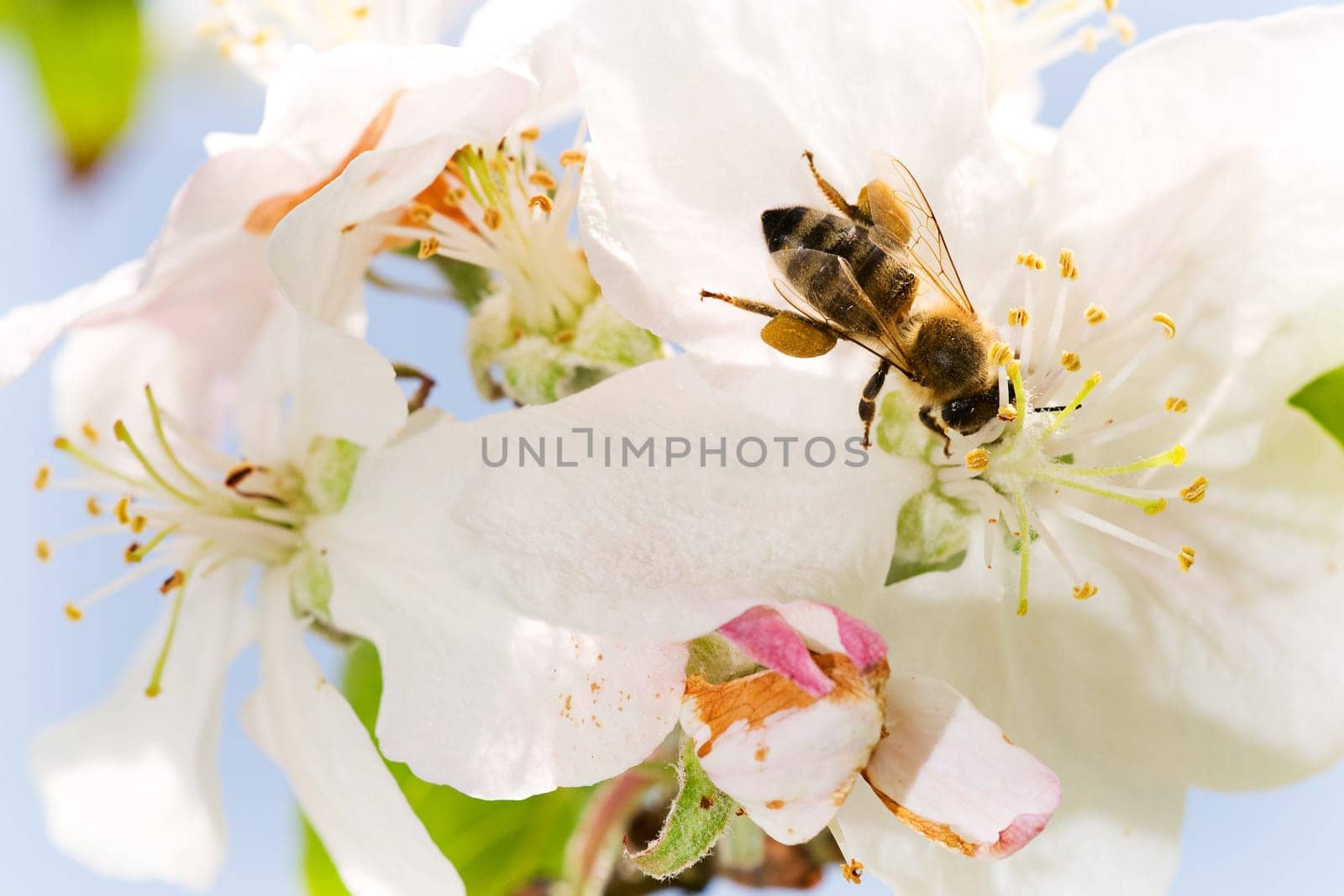 Bee on a flower