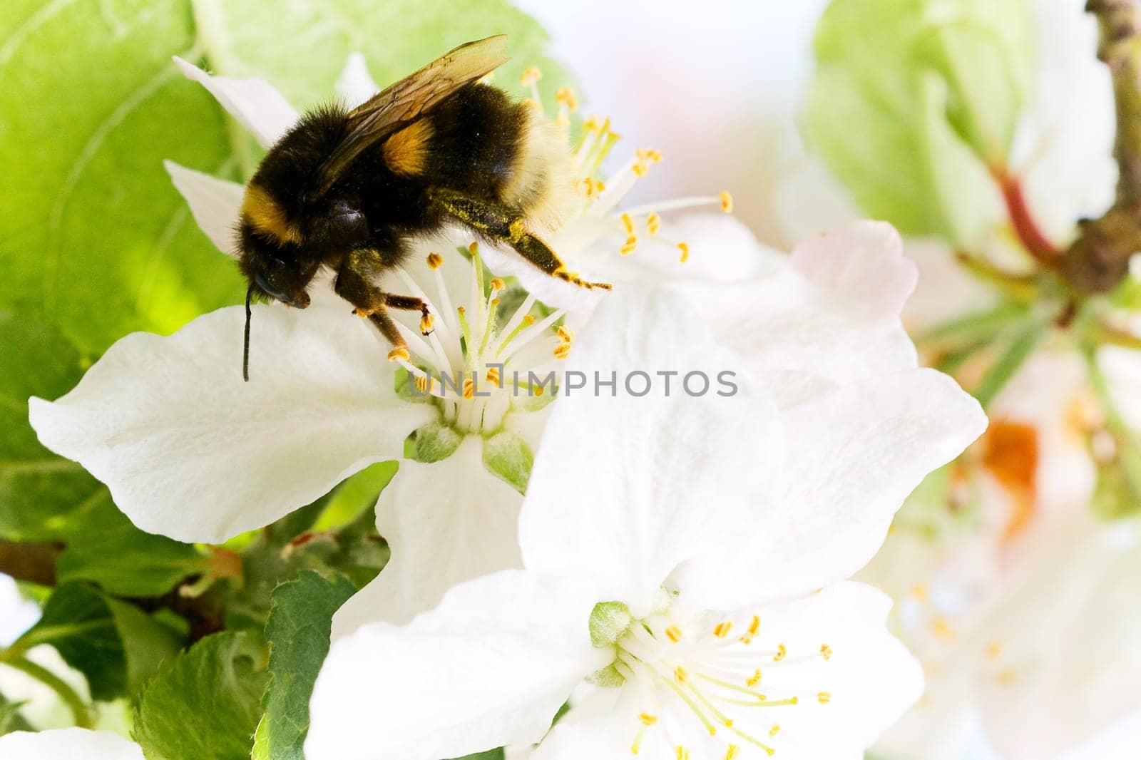 Bumblebee on a flower