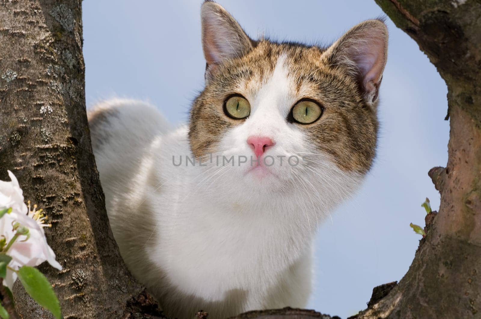 Cat on tree