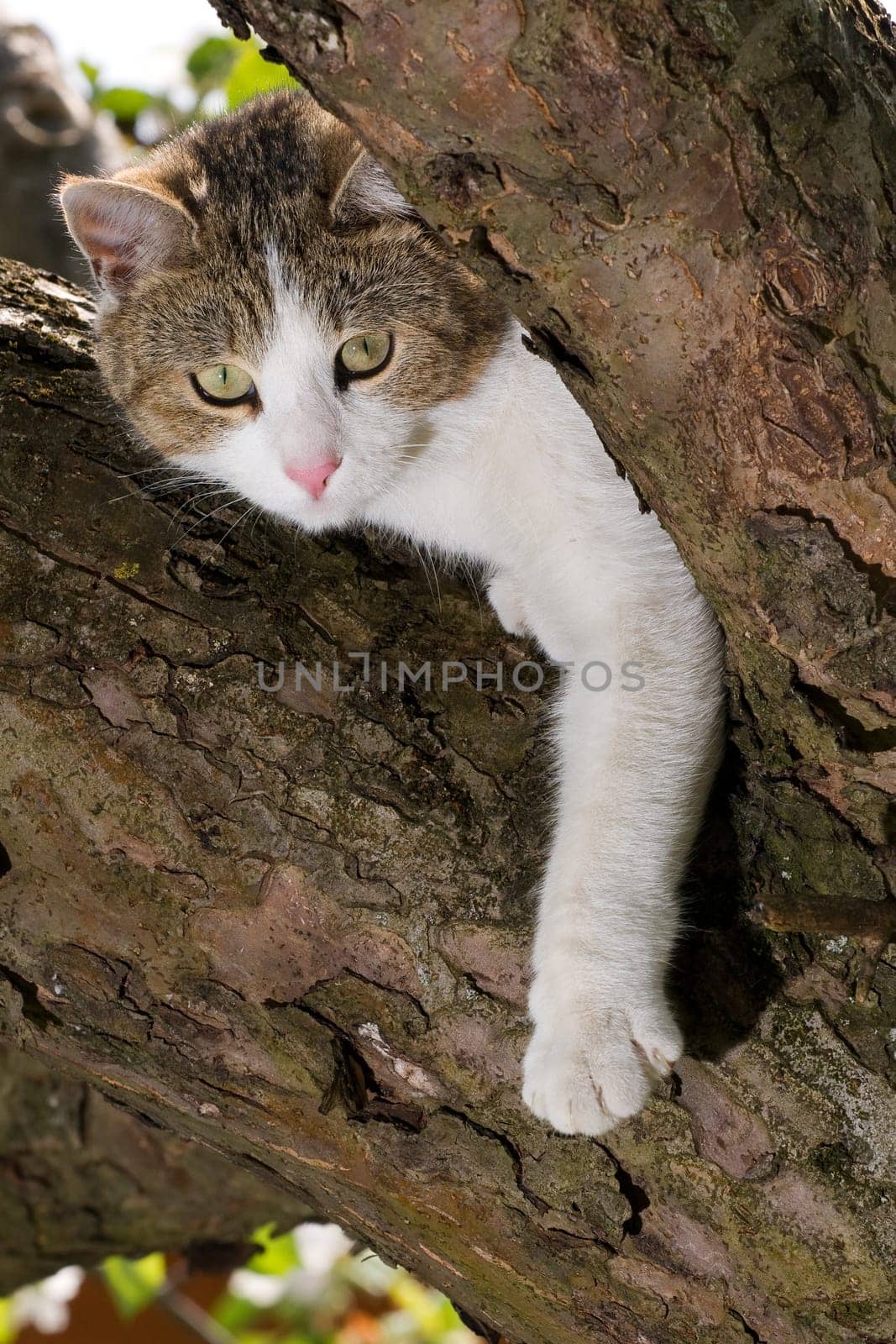 Cat on tree