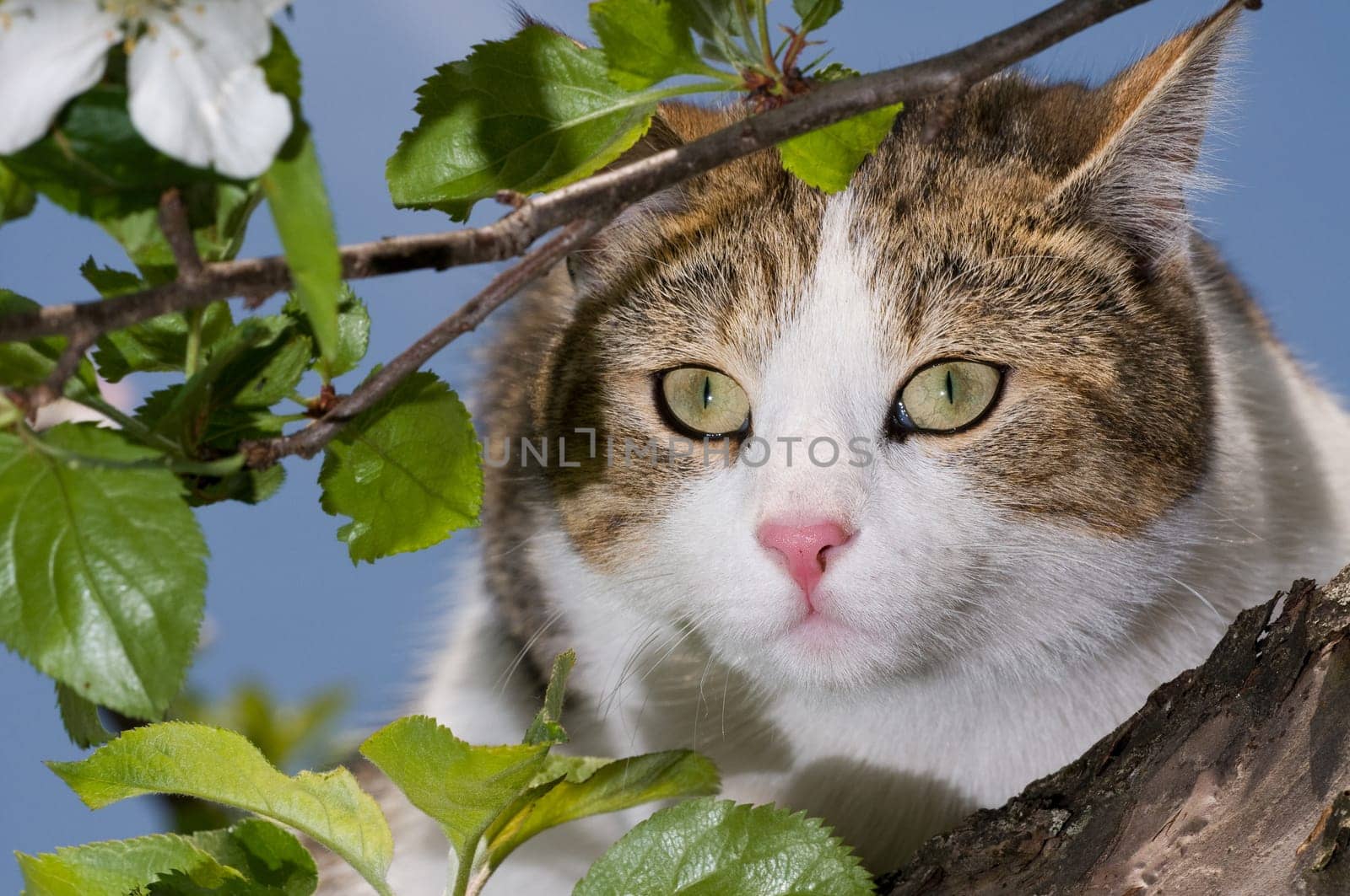 Cat on tree
