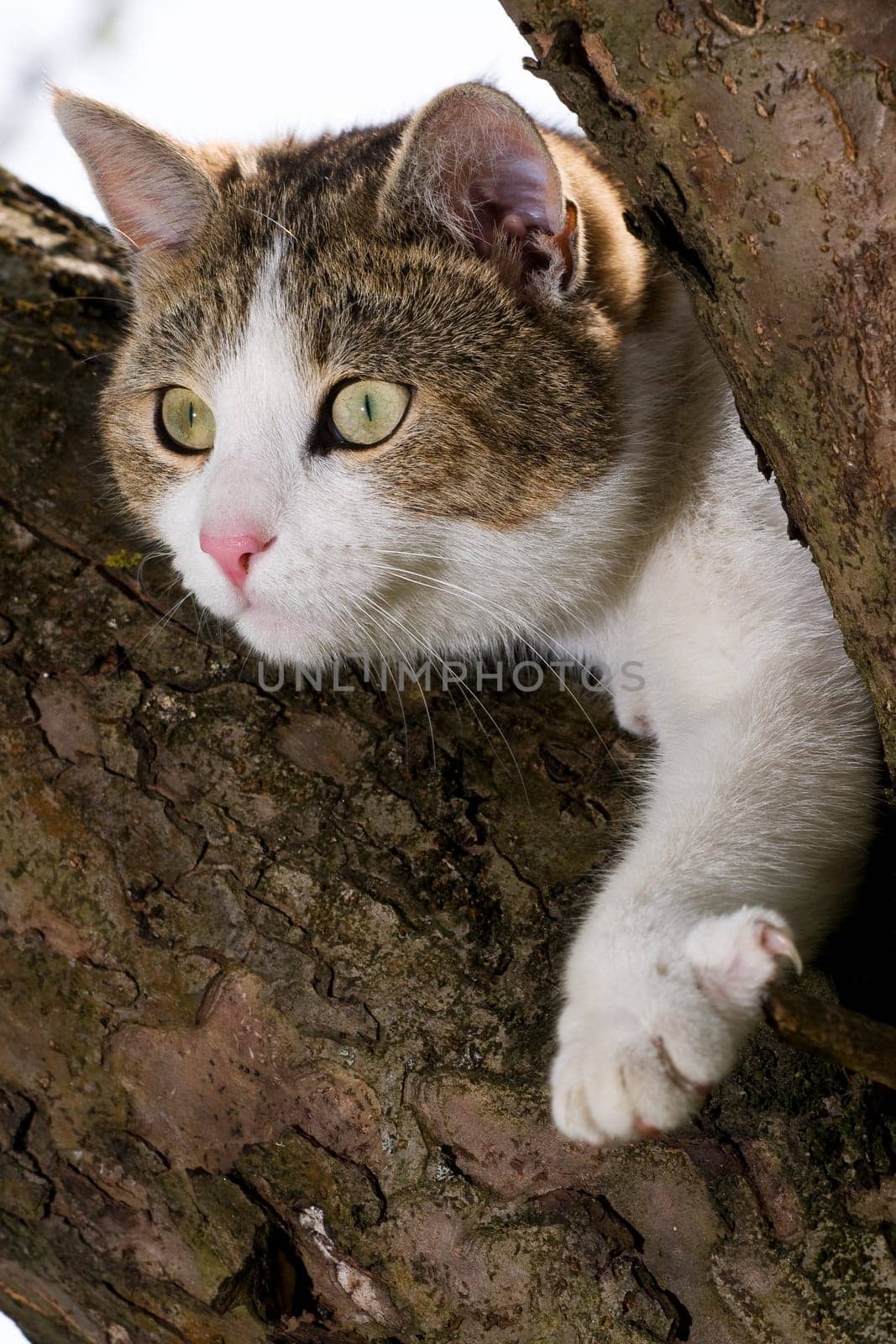 Cat on tree