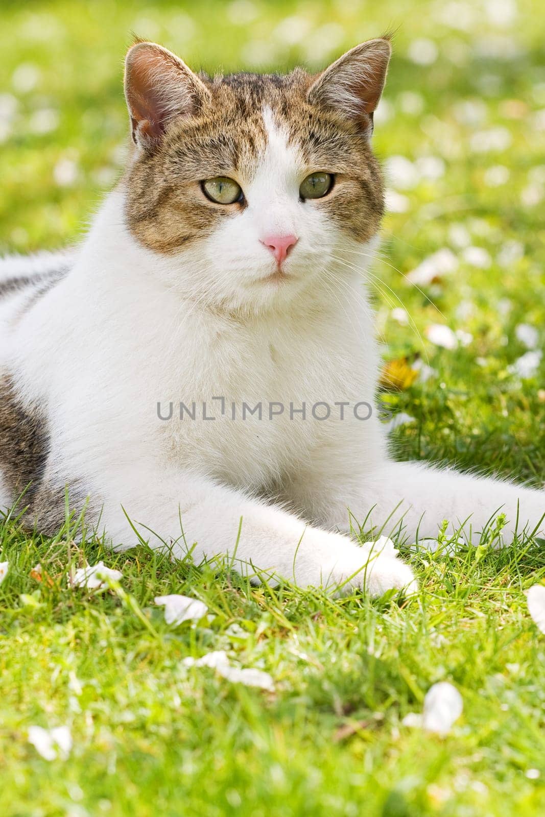 Cat lying in the garden