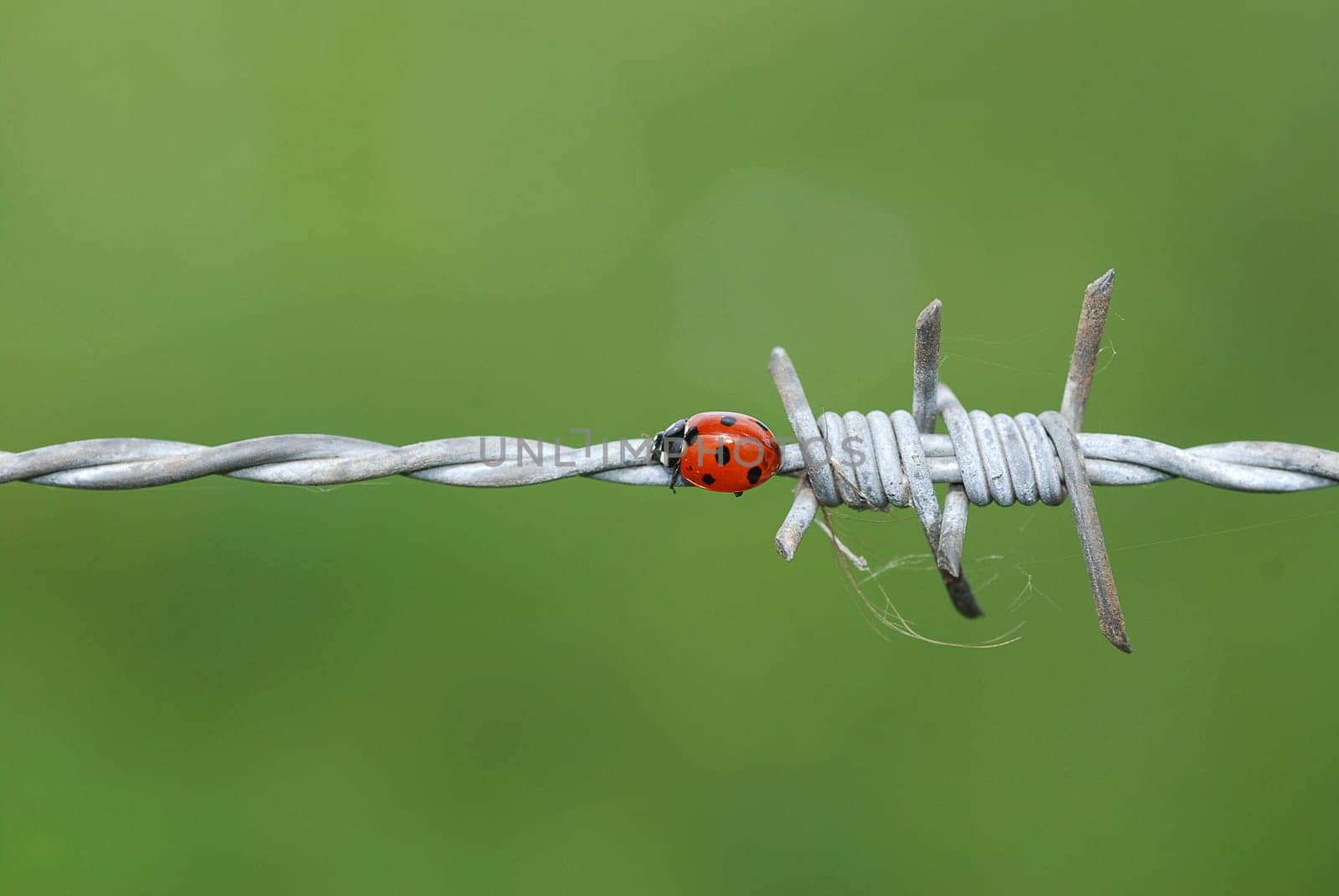 Ladybird