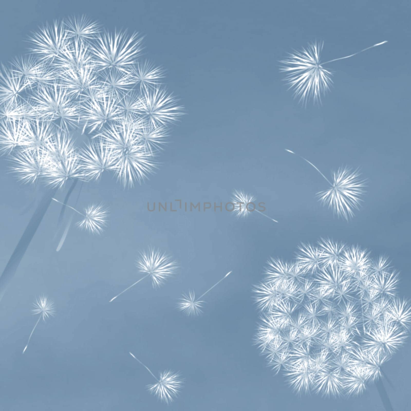 Dandelions in the wind