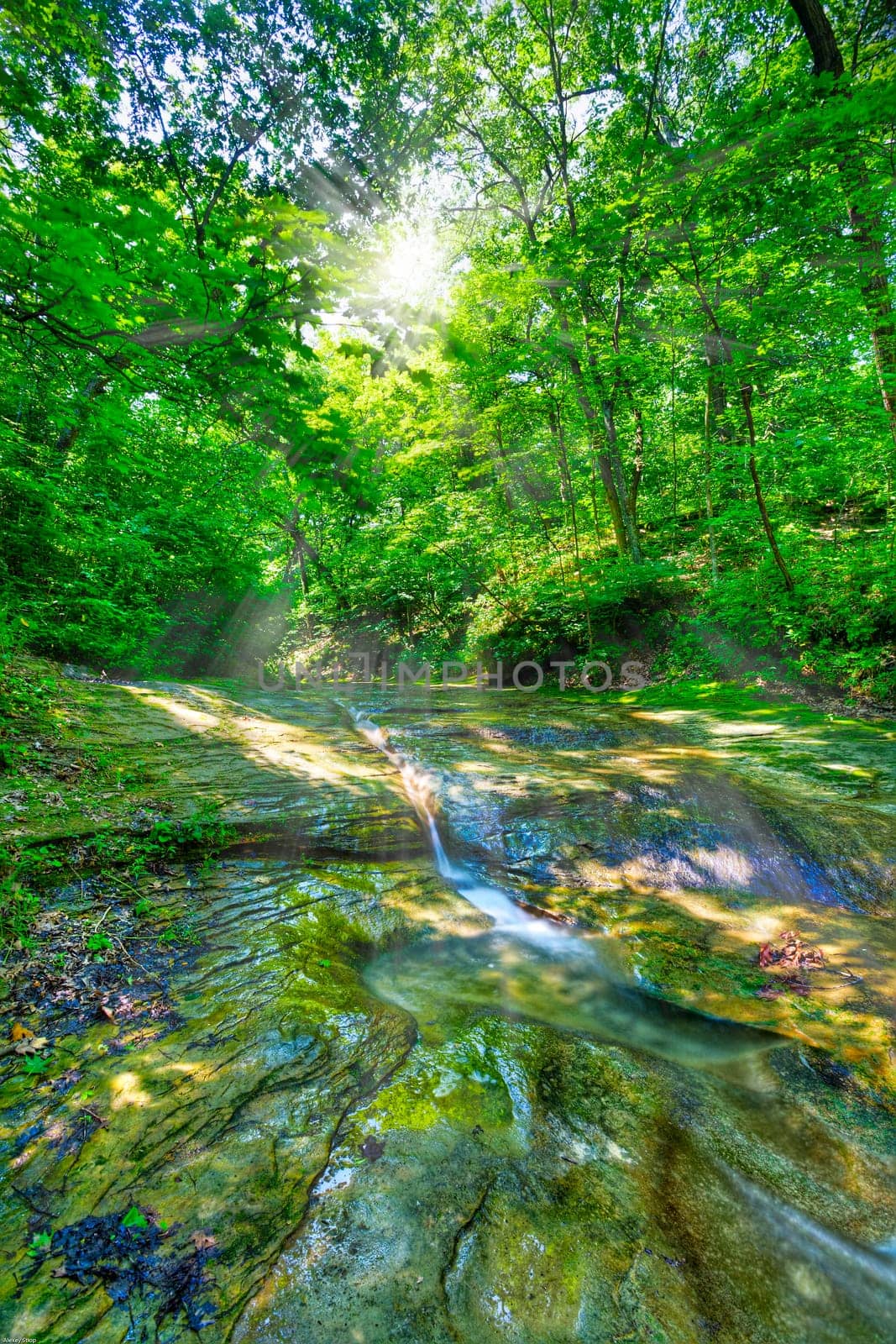 Sunshine in the forest
