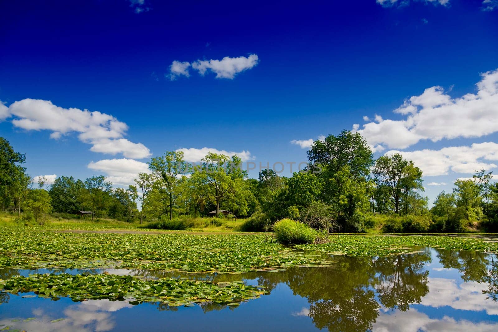 Summer landscape