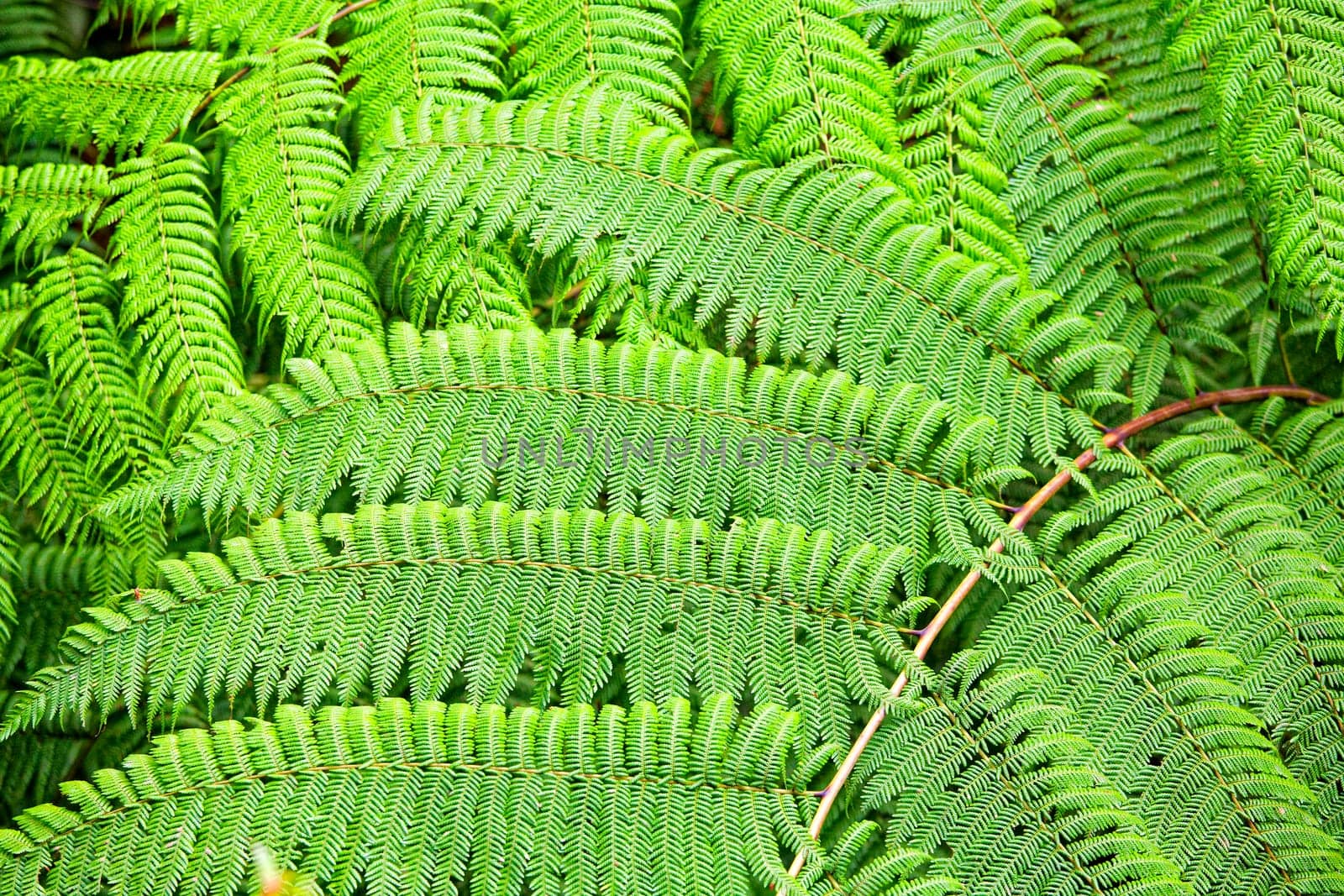 Fern