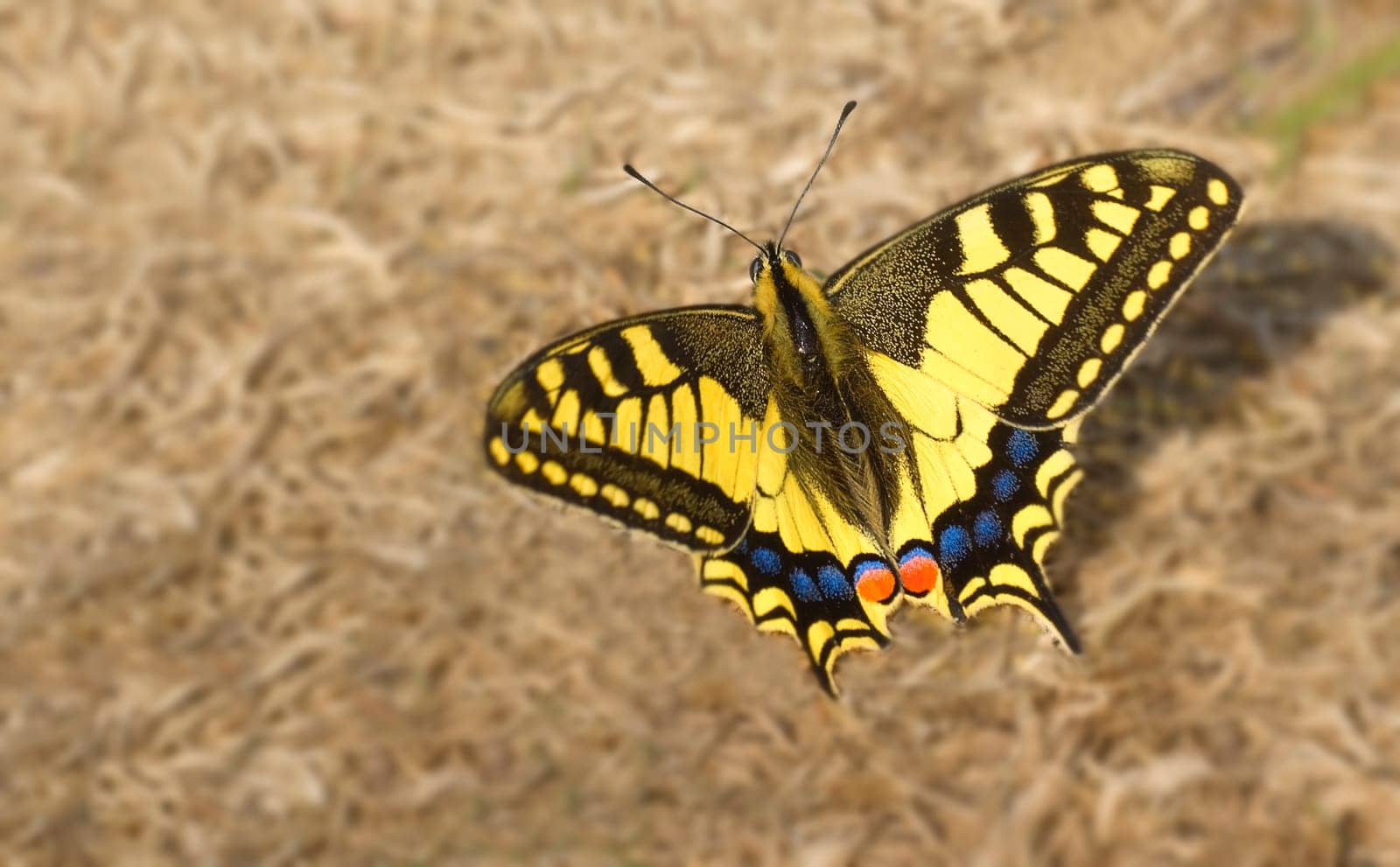 Swallowtail