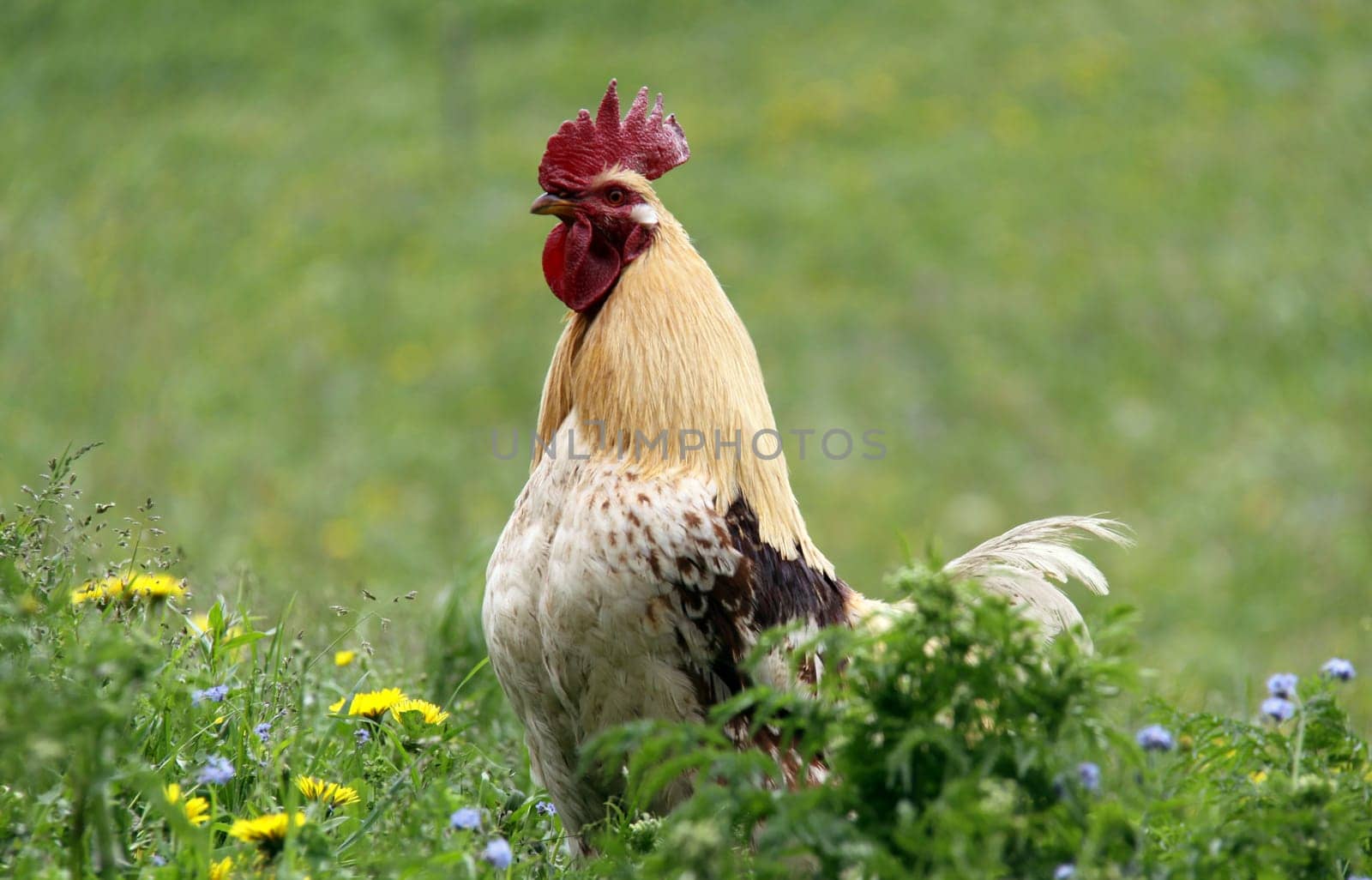 (Gallus gallus domesticus)