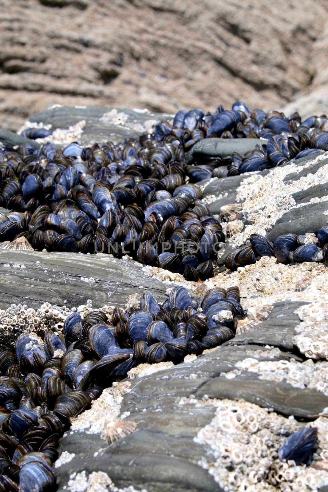 Mussels