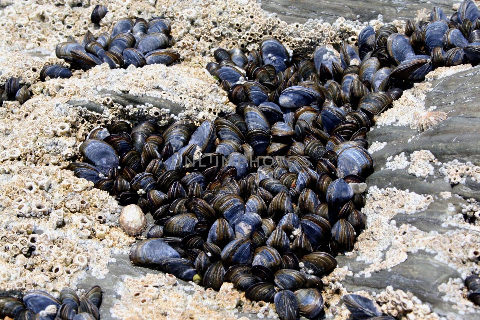 Mussels