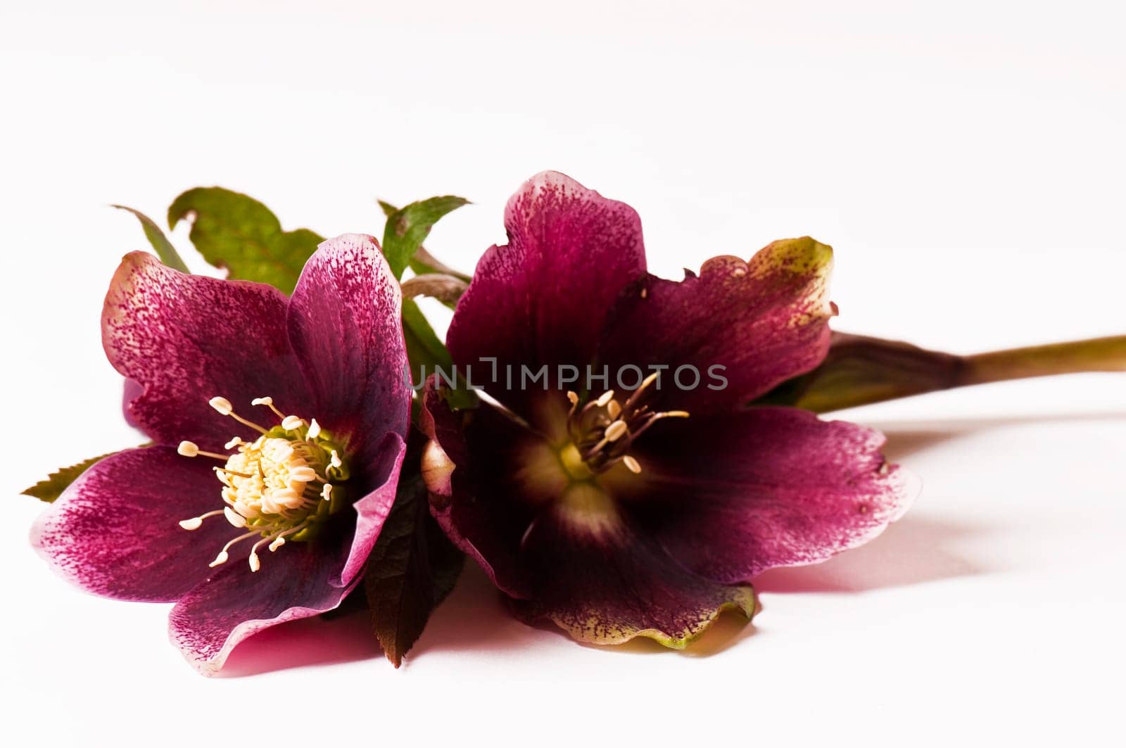 Christmas roses lying down