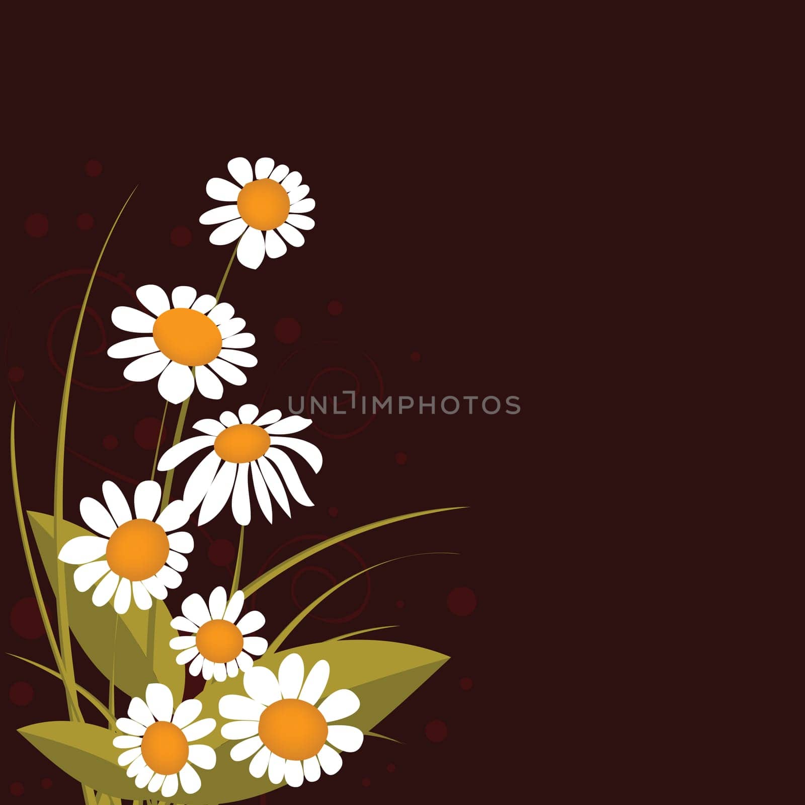 chamomiles
