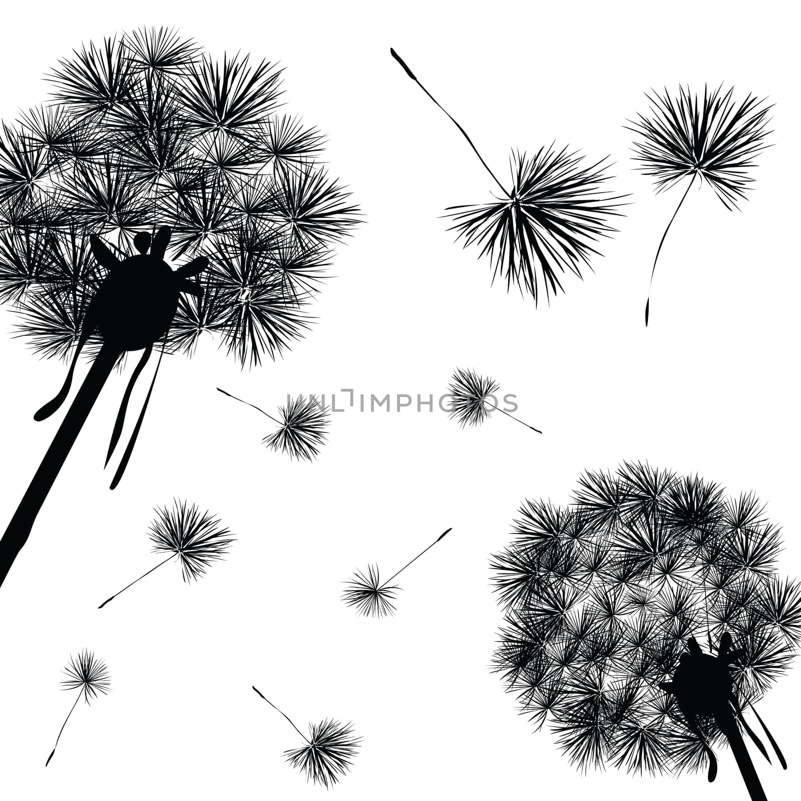 Dandelions