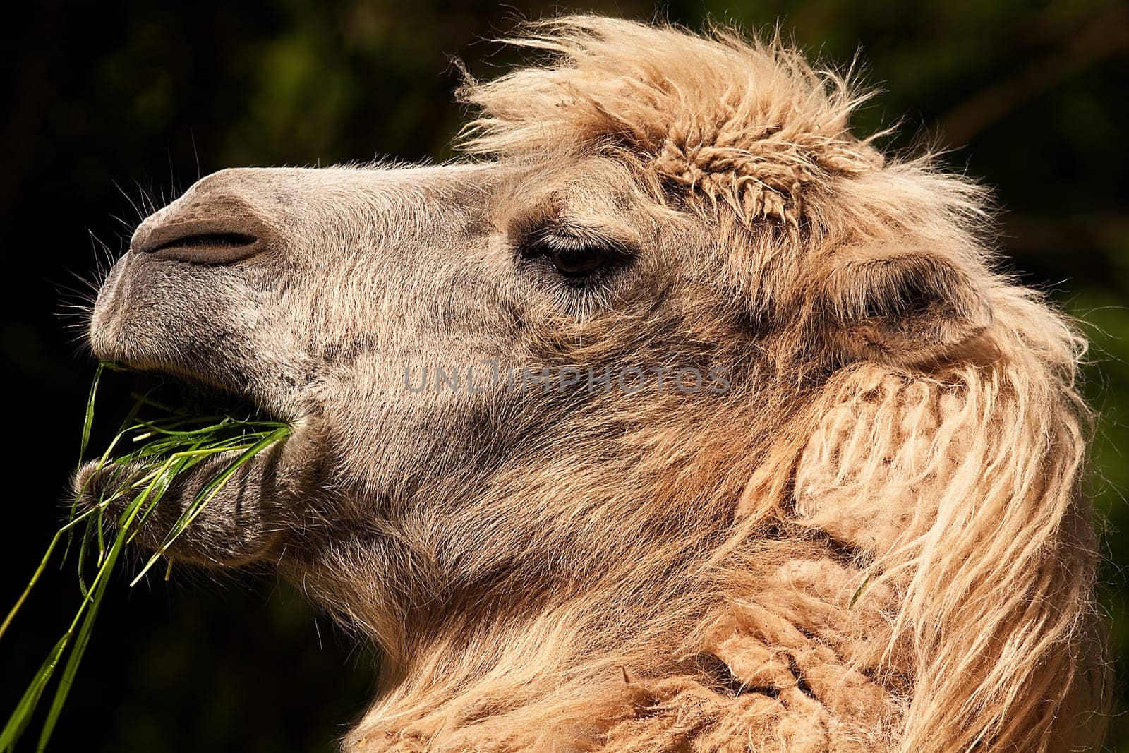 Bactrian camel