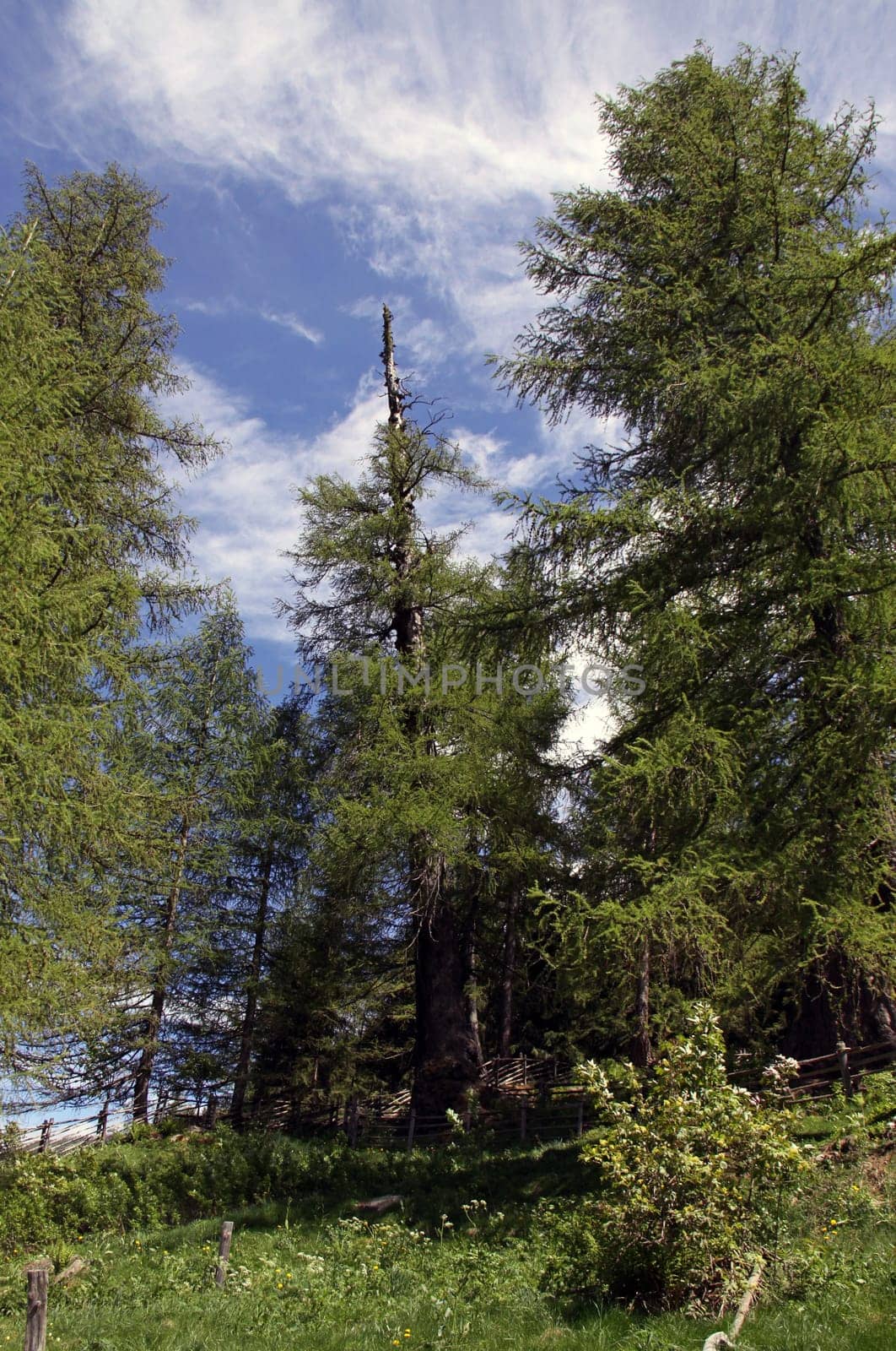 Three primeval larches stand near St. Gertraud in Val d'Ultimo at 1430 metres above sea level on the edge of a forest. They are considered to be the oldest conifers in Europe and represent a unique natural monument. In the case of a larch tree that fell in 1930,2160 years were destroyed.