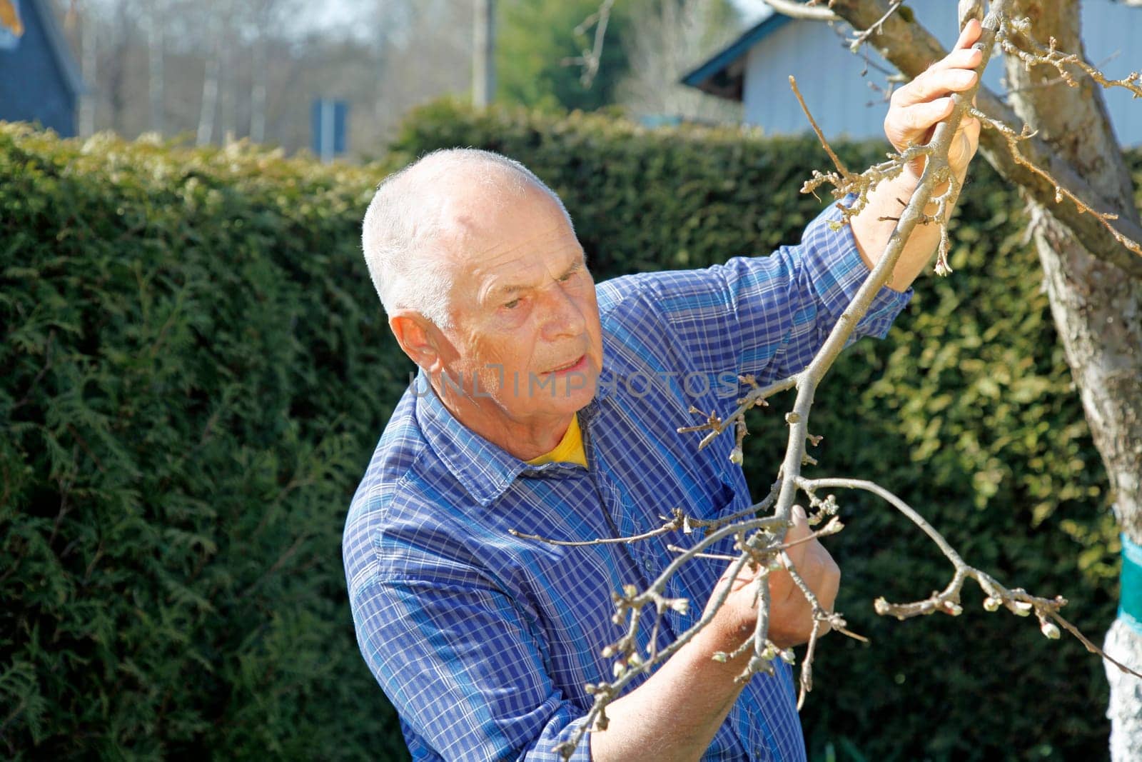 Senior in the garden