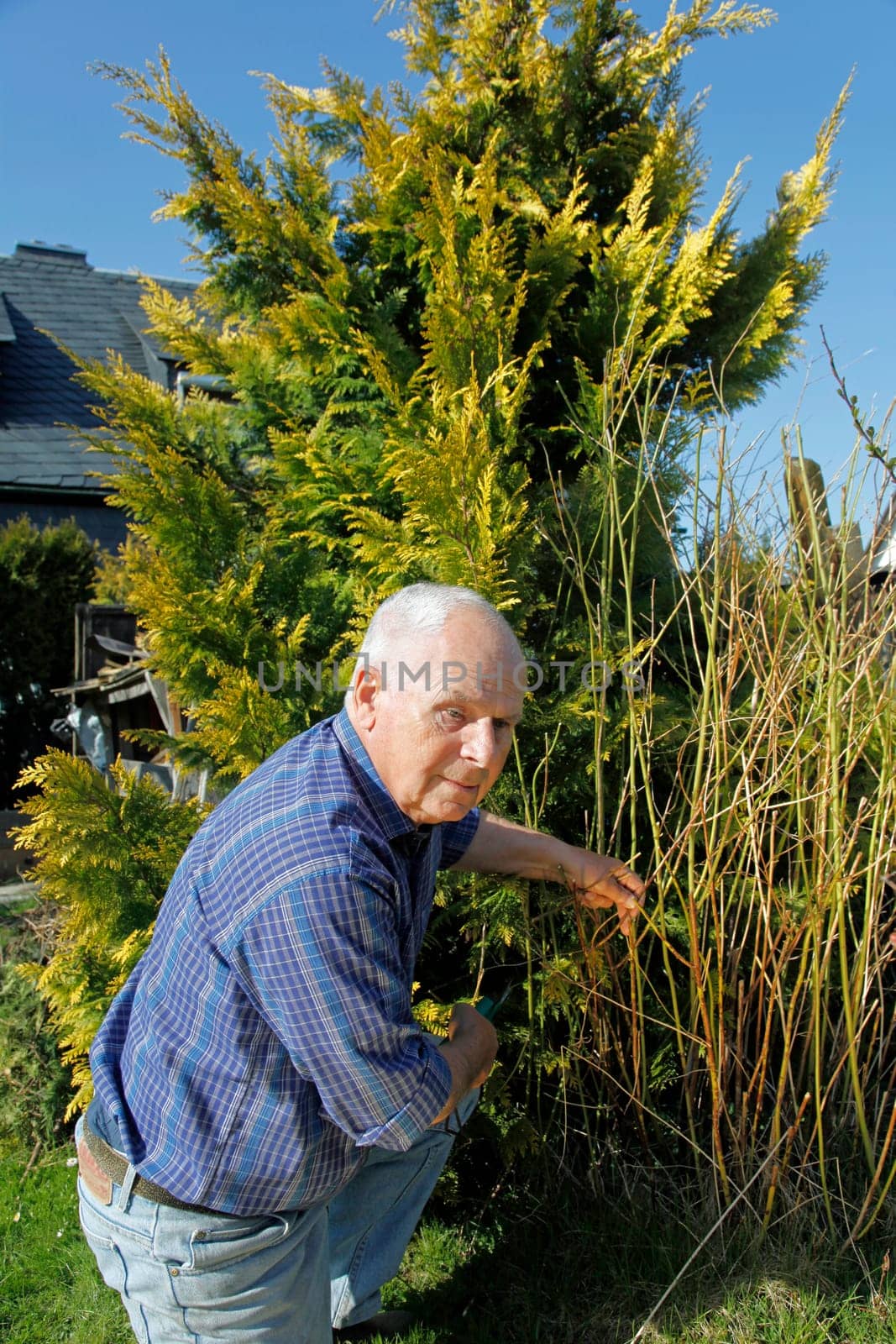 Senior in the garden