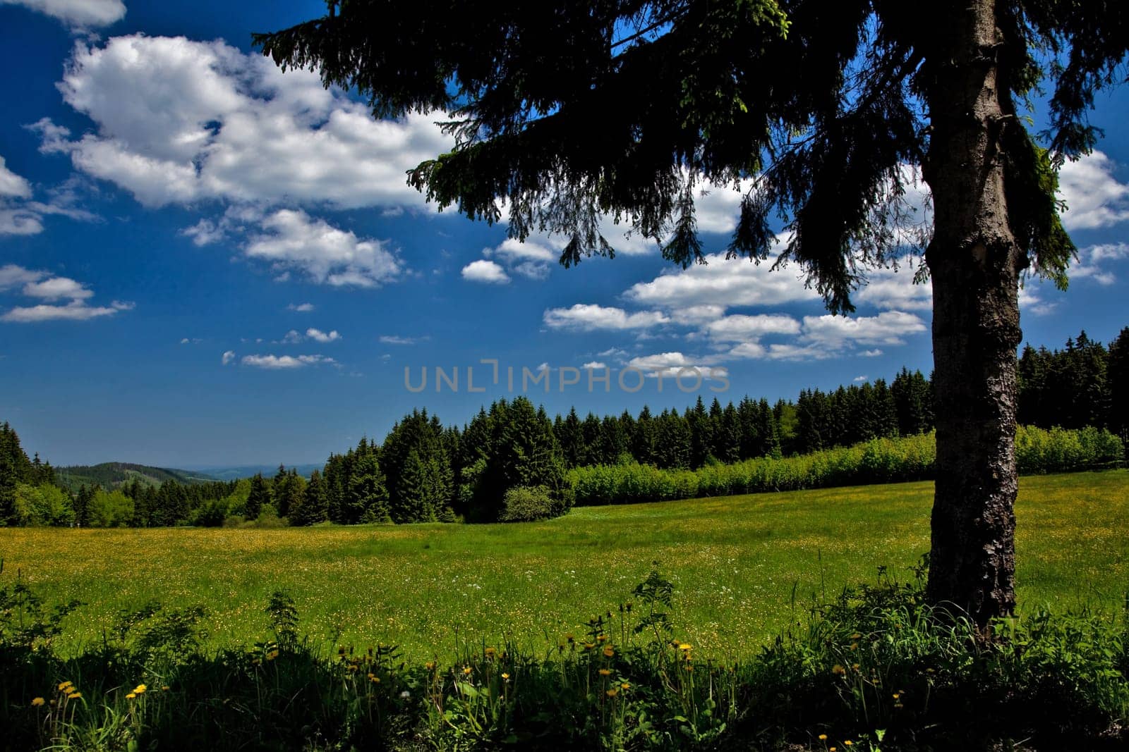Upland meadow....