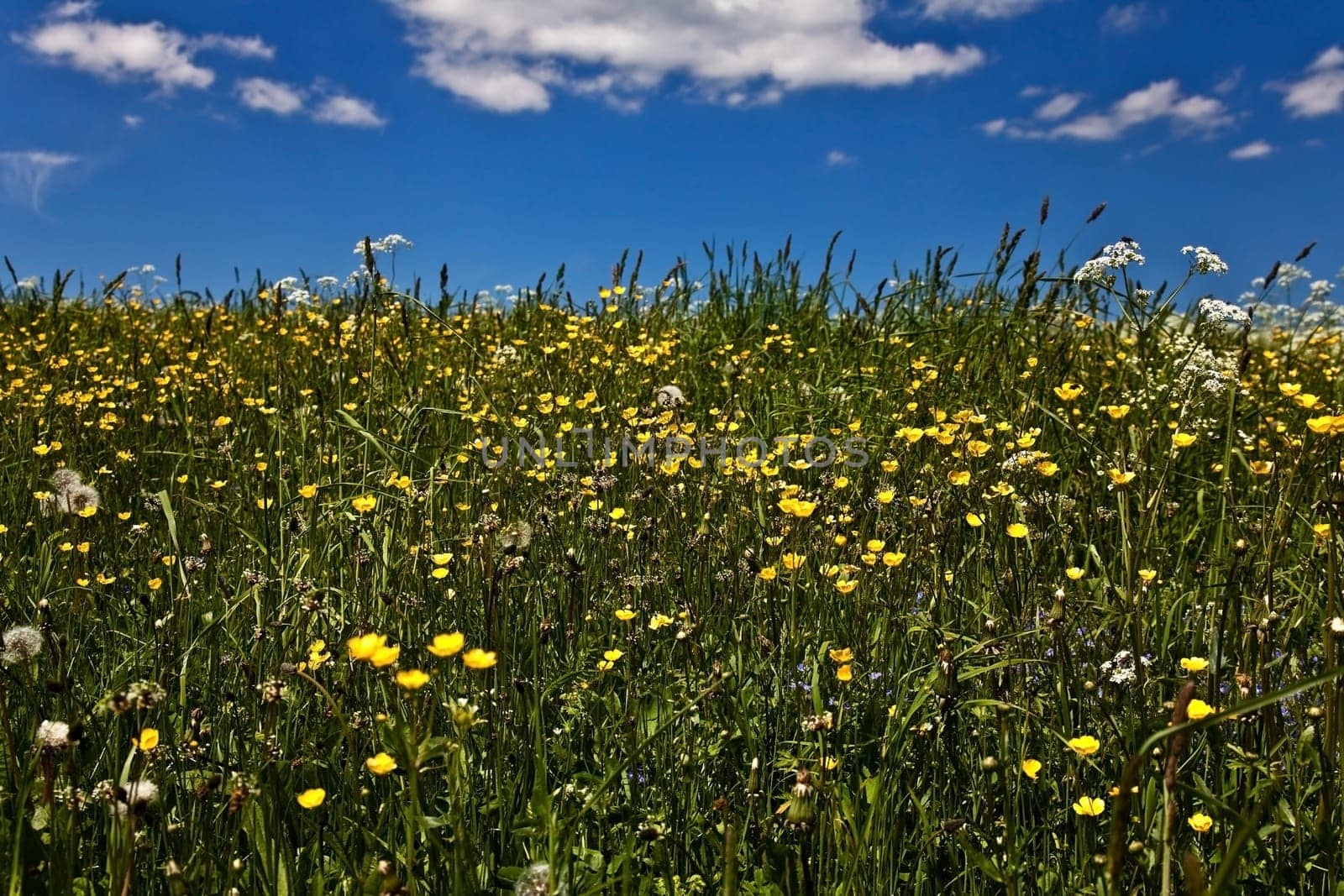 Upland meadow...........