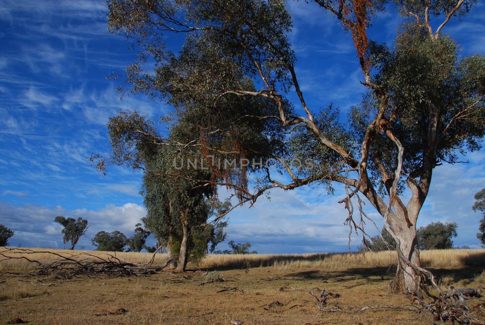 Tamworth Country
