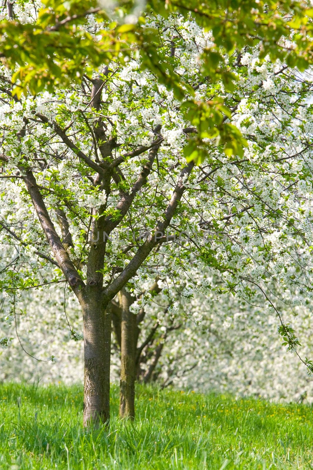 Orchard - spring trees
