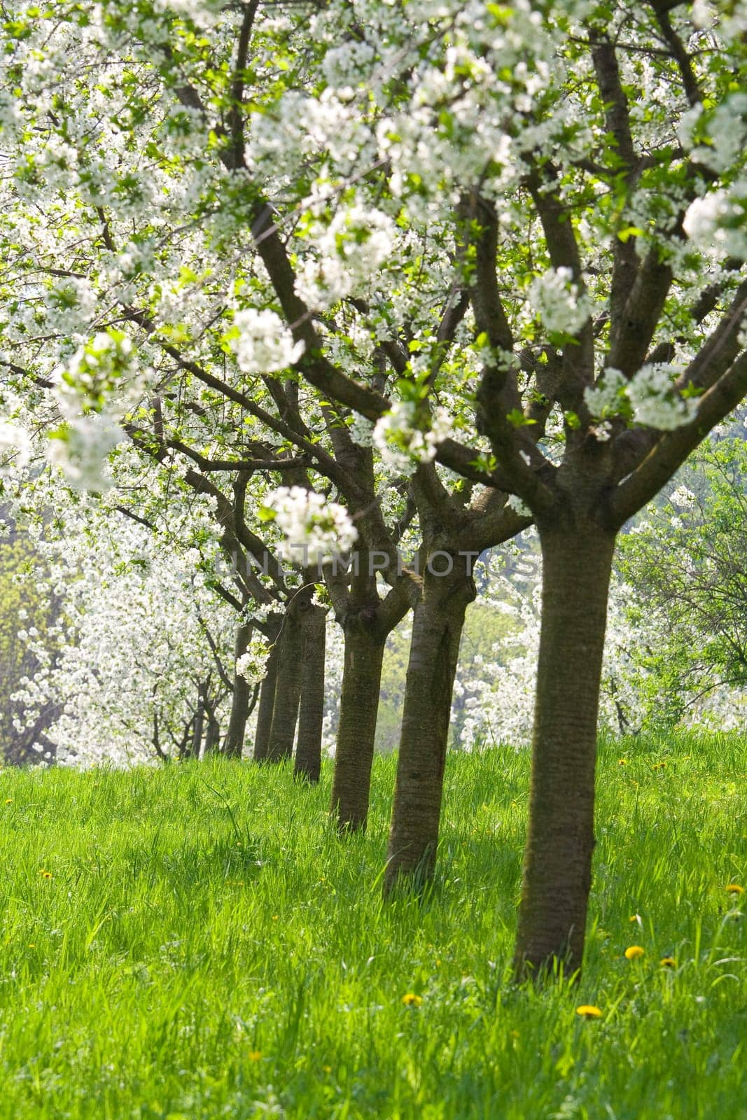 Orchard - spring trees