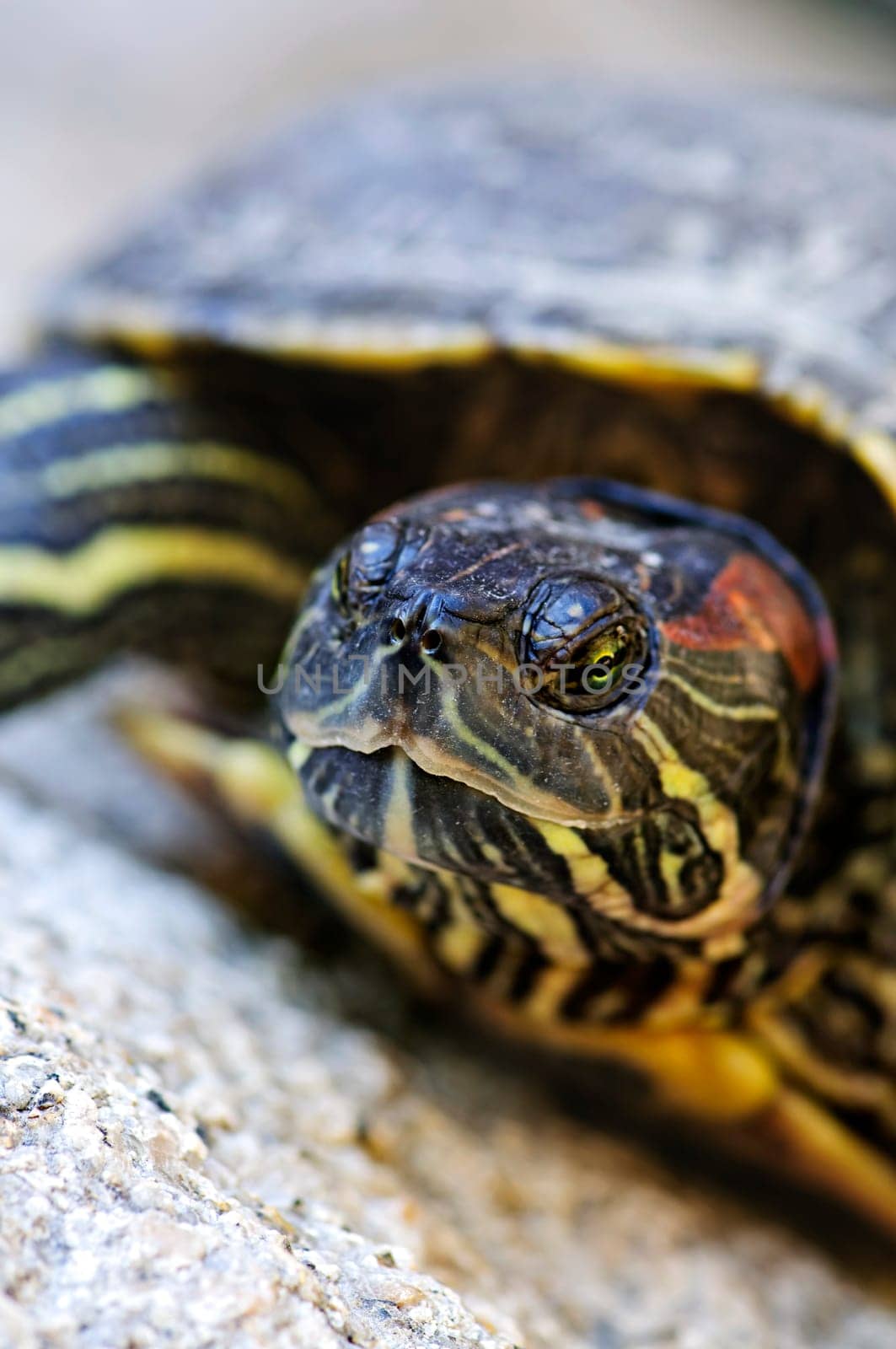 Red eared slider turtle
