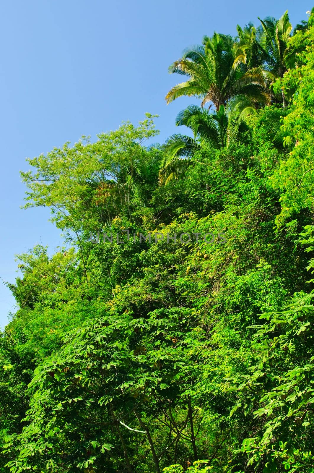 Tropical jungle background