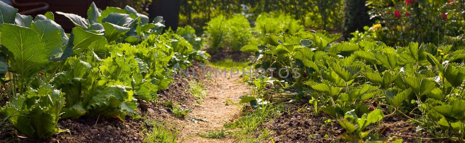 Intercropping