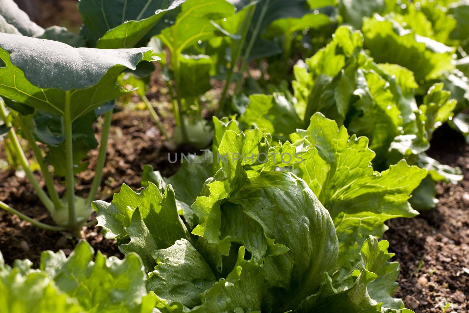 Organic farming